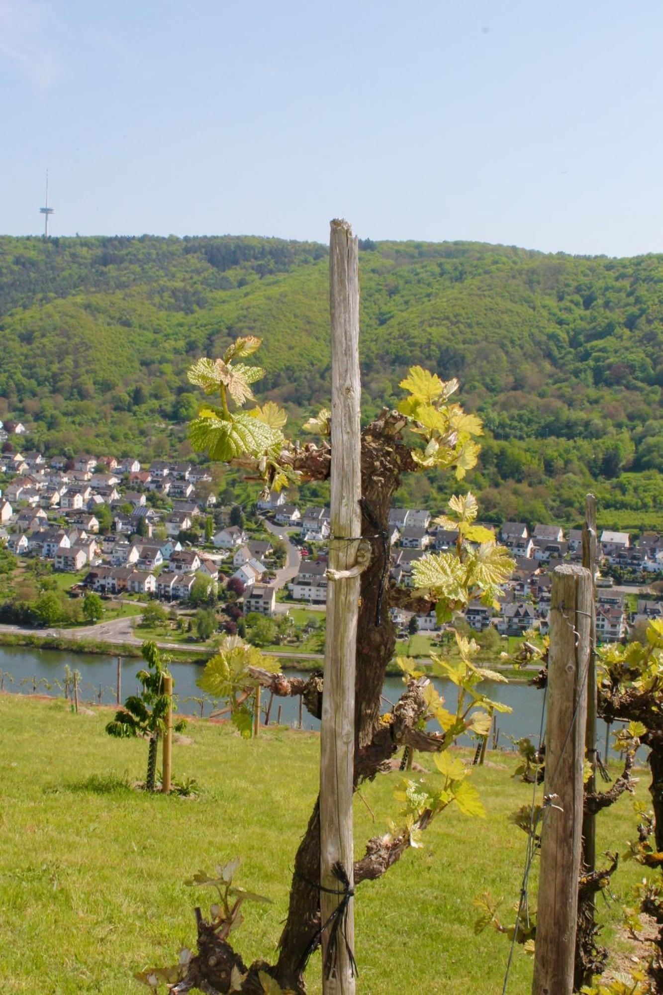Ferienwohnung Auf Der Moselhoehe - Naehe Koblenz Und Cochem 迪布利希 外观 照片