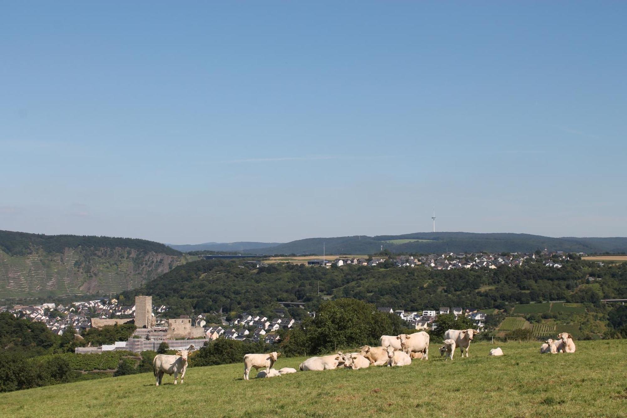 Ferienwohnung Auf Der Moselhoehe - Naehe Koblenz Und Cochem 迪布利希 外观 照片